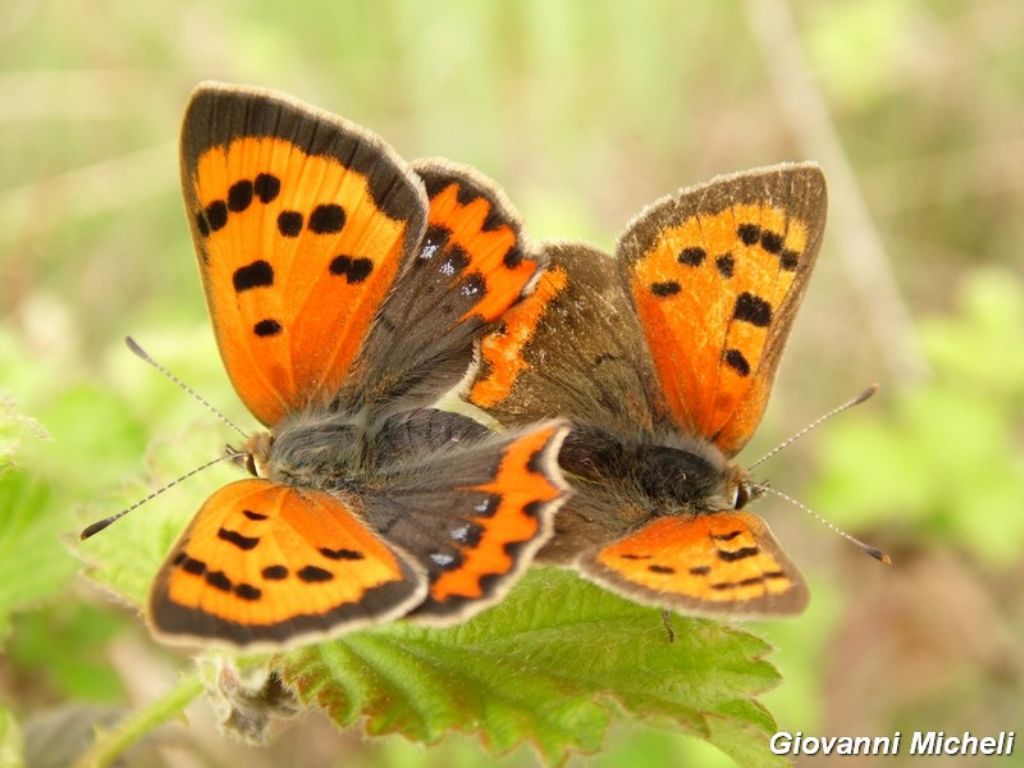 Lycaena phlaelas...